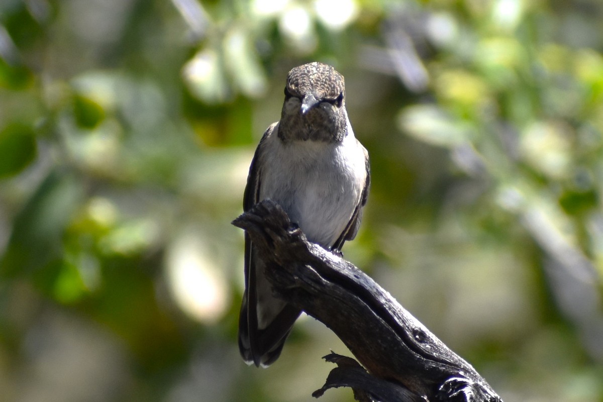 Costa's Hummingbird - Tia Offner
