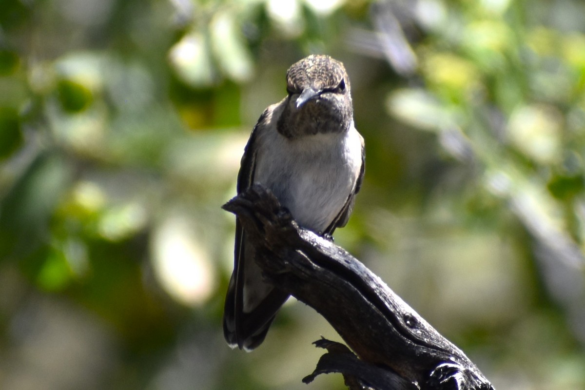 Costa's Hummingbird - ML617853949