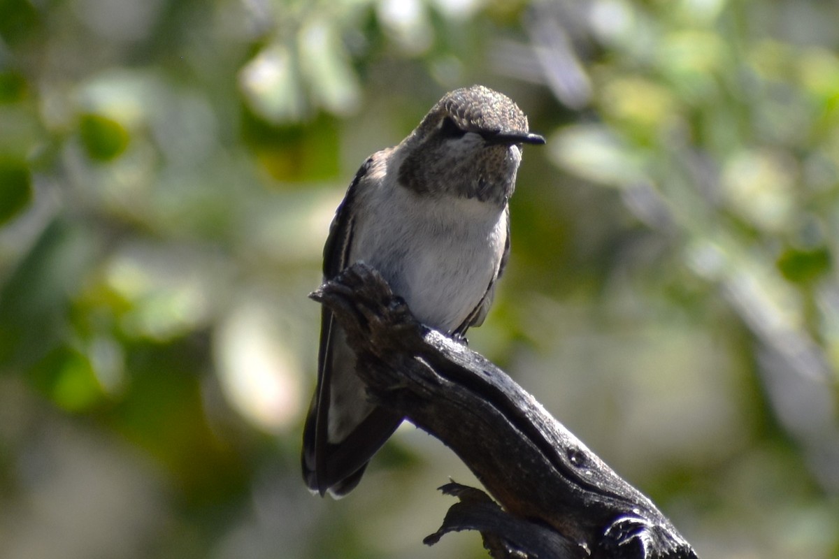 Costa's Hummingbird - ML617853950