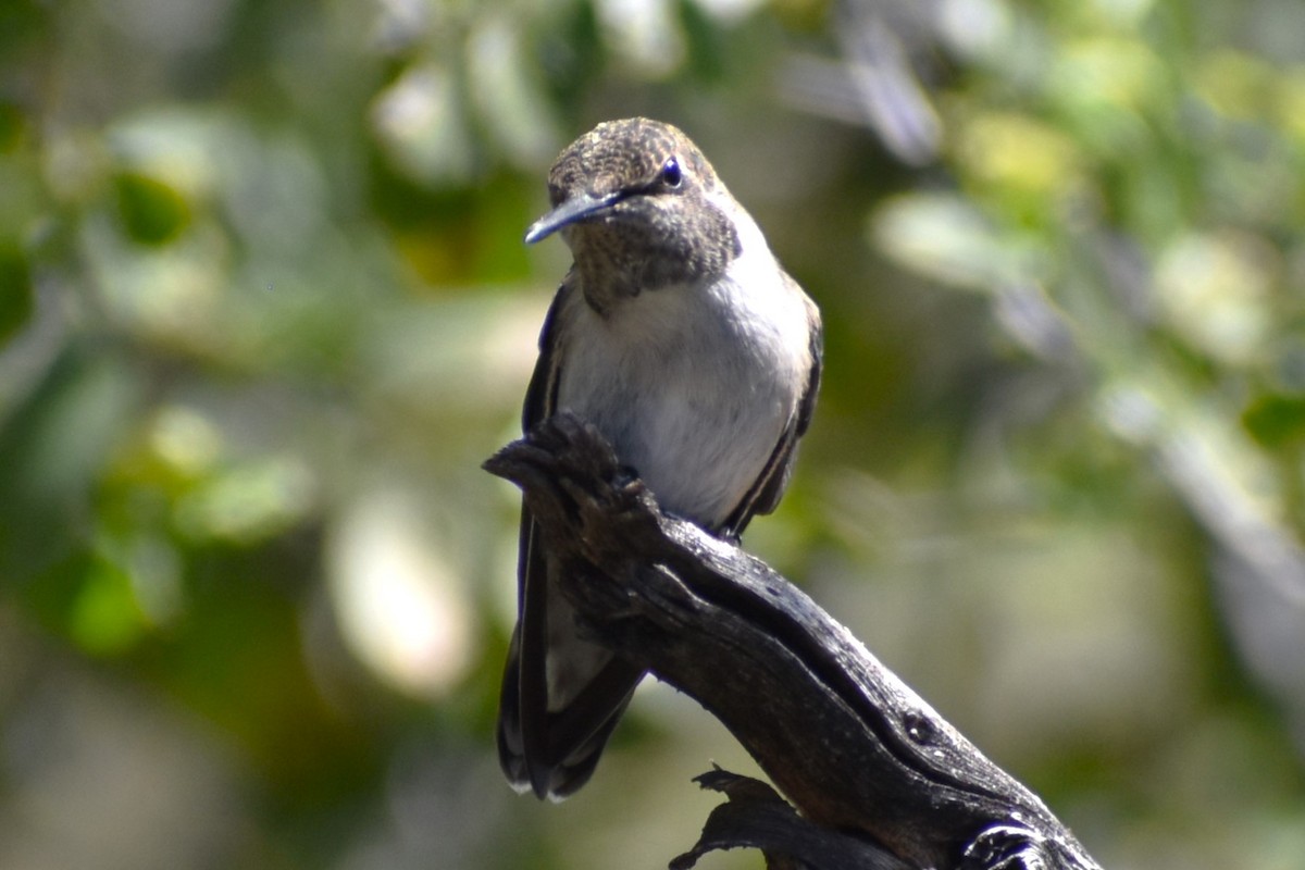 Costa's Hummingbird - ML617853951