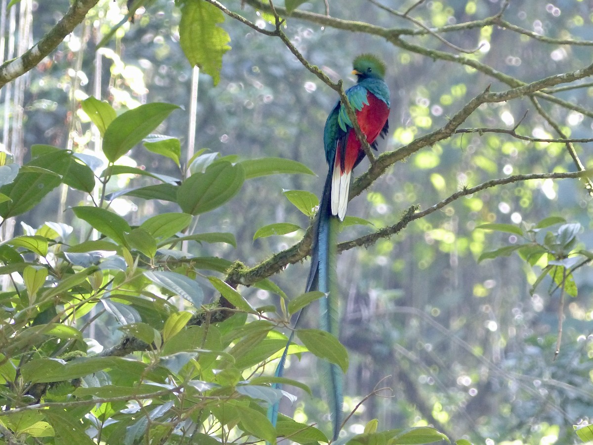 Resplendent Quetzal (Guatemalan) - ML617854013