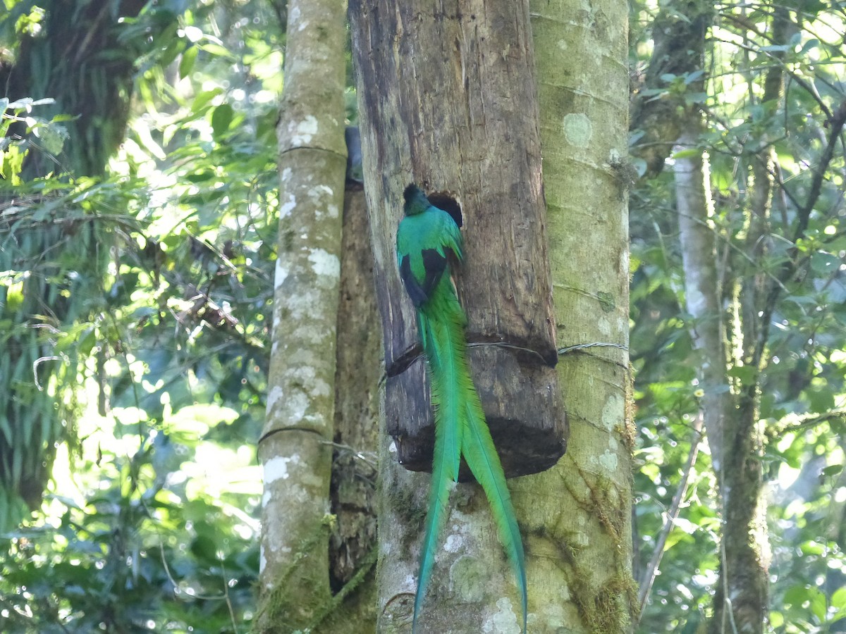 Resplendent Quetzal (Guatemalan) - ML617854015