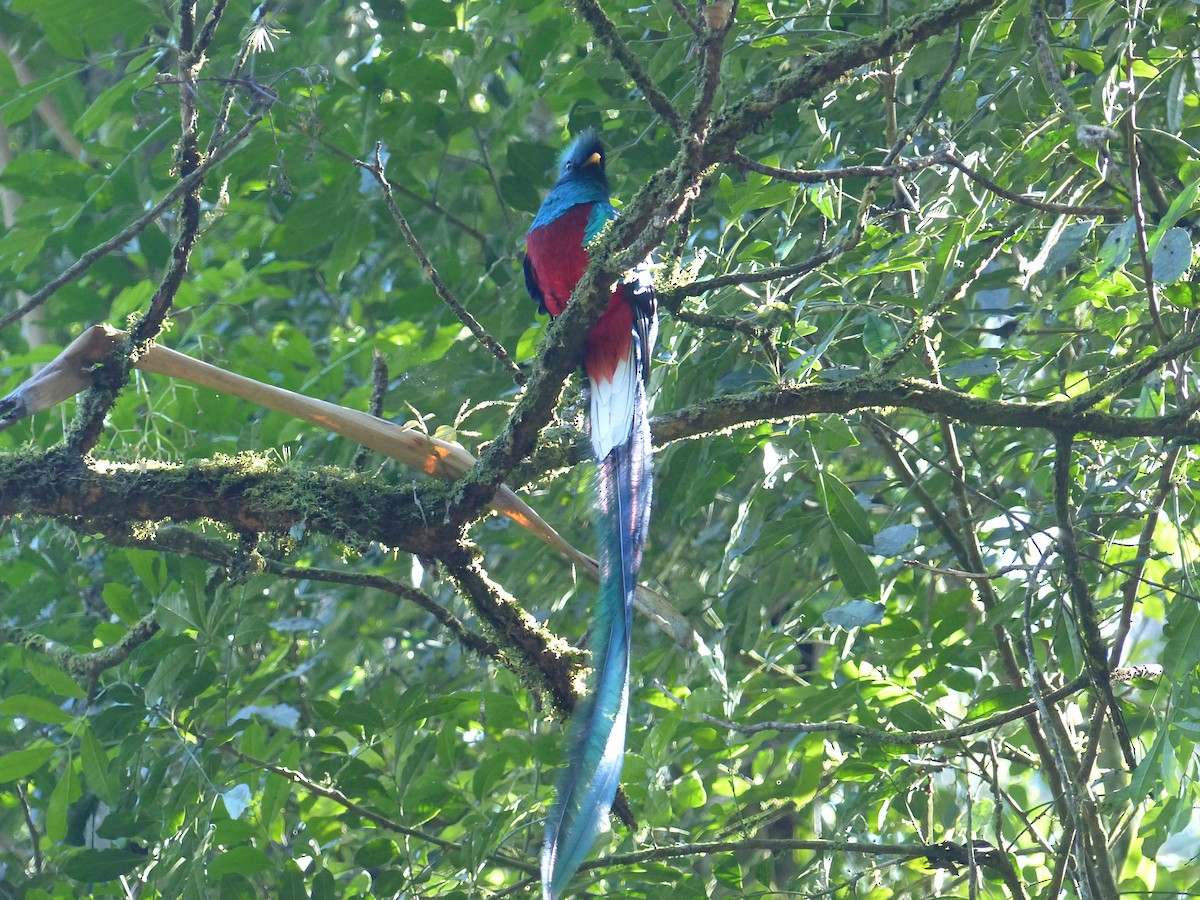 Resplendent Quetzal (Guatemalan) - ML617854016