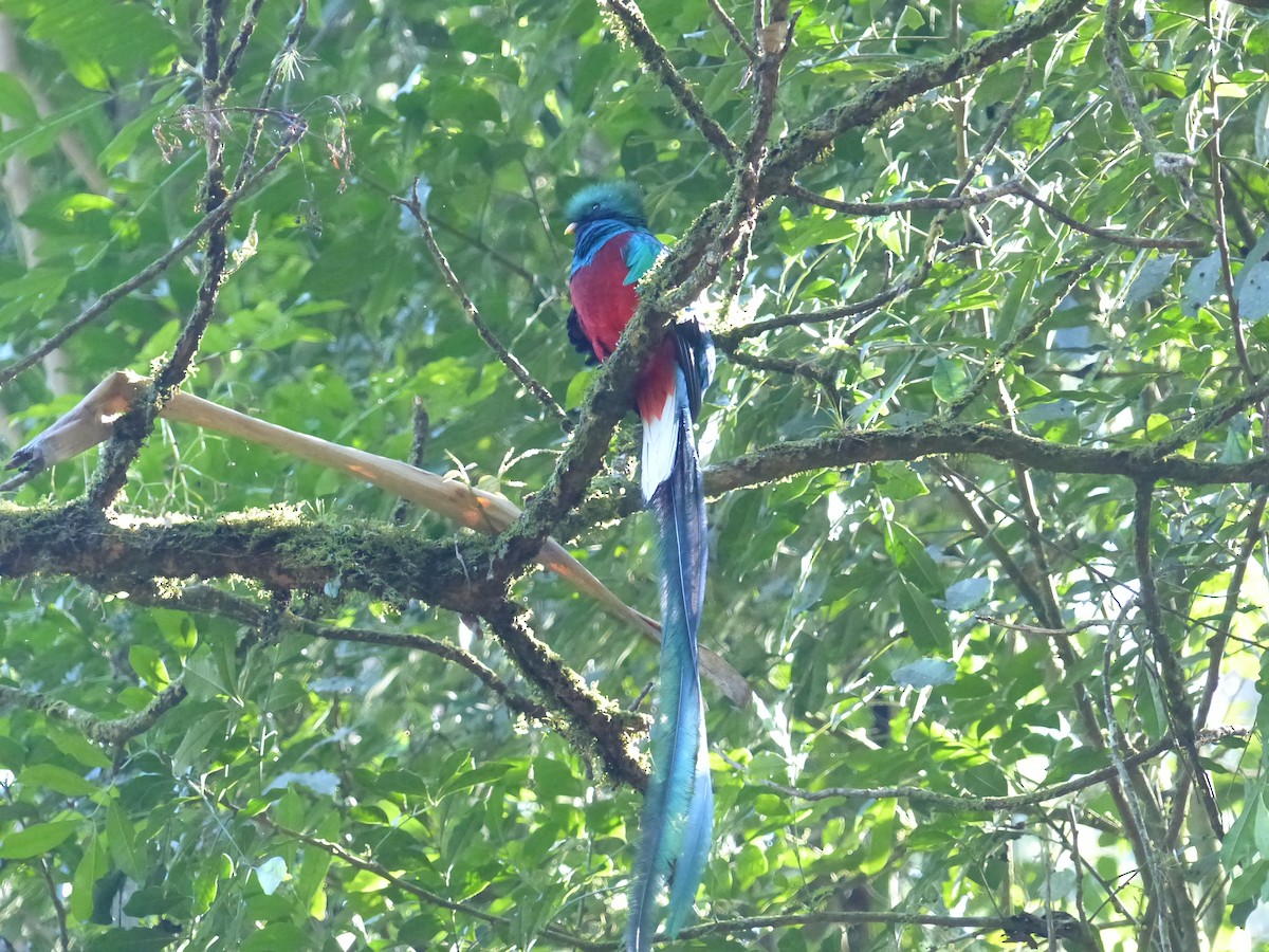 Resplendent Quetzal (Guatemalan) - ML617854017
