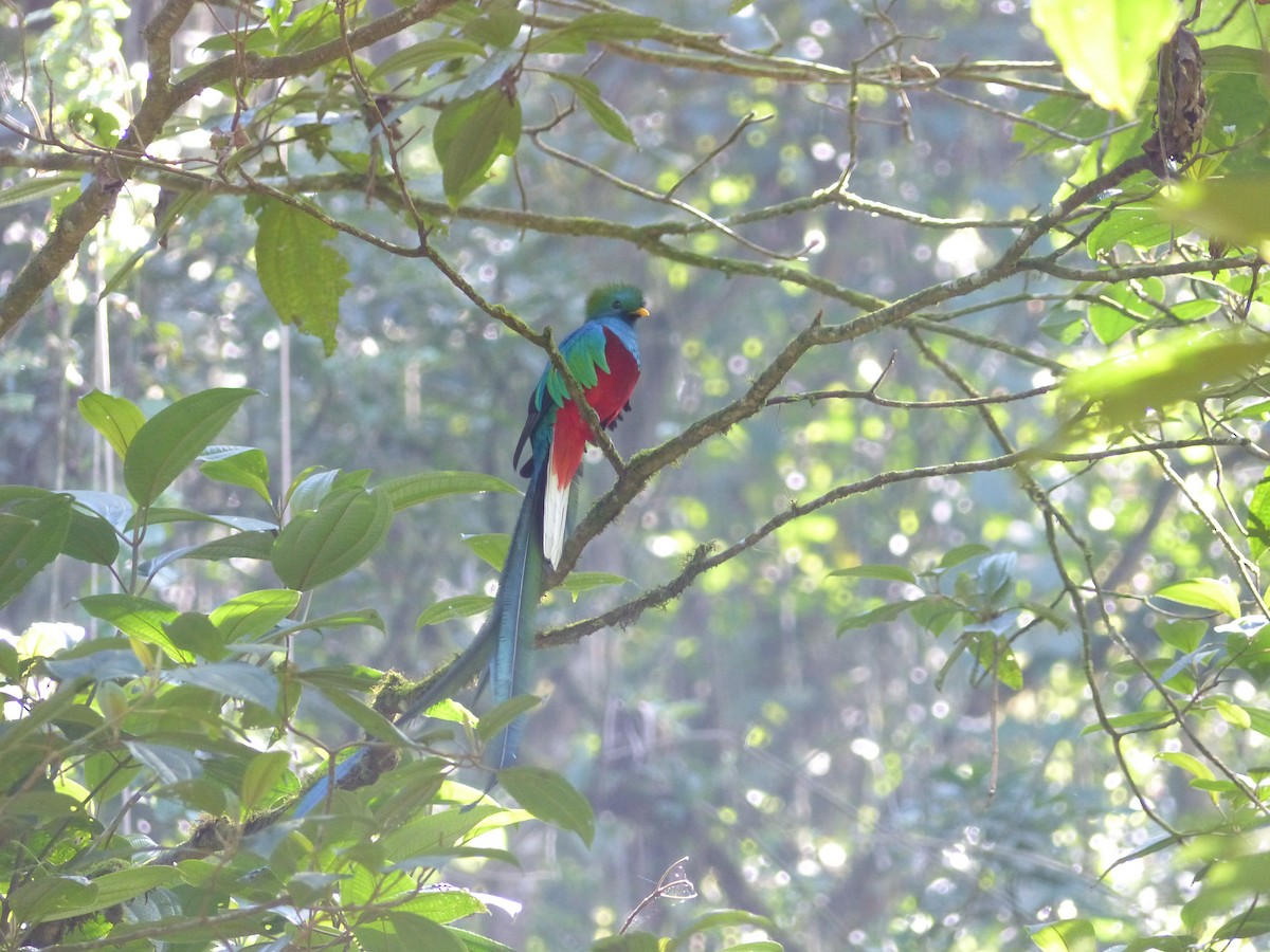 Resplendent Quetzal (Guatemalan) - ML617854018