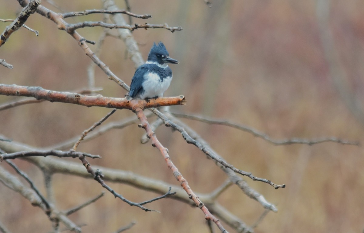 Belted Kingfisher - ML617854025