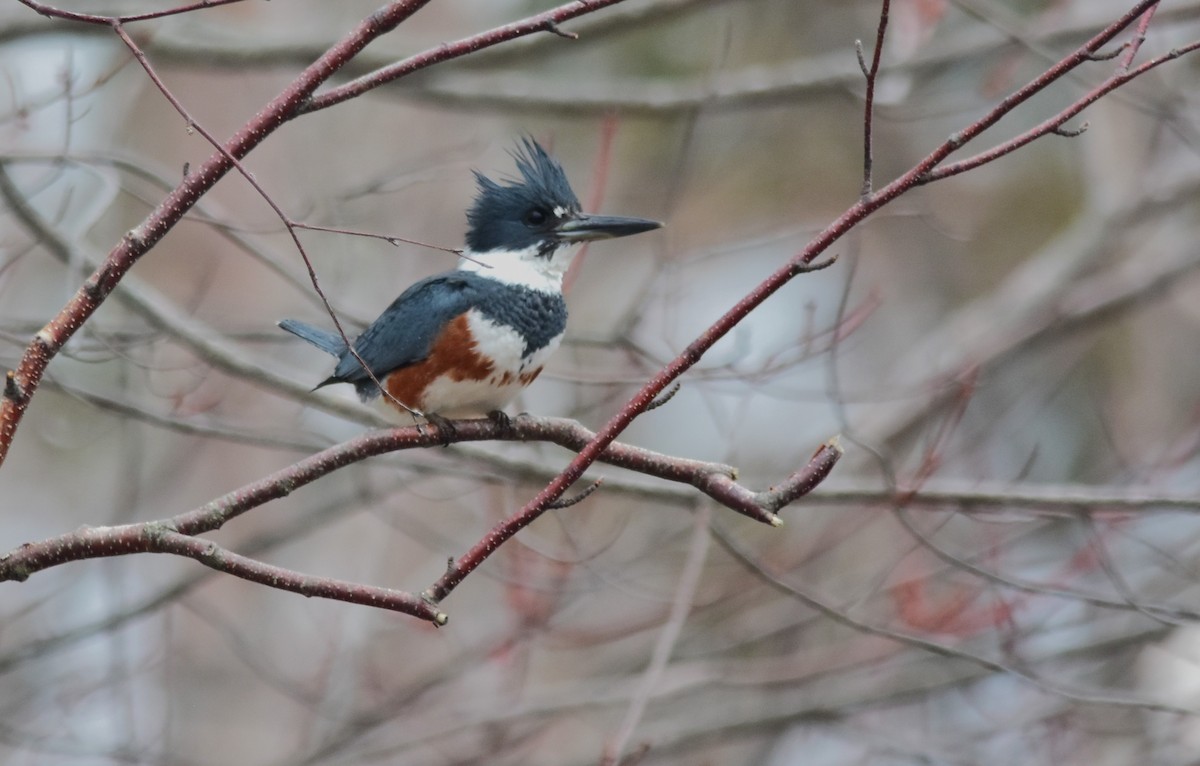 Belted Kingfisher - ML617854026