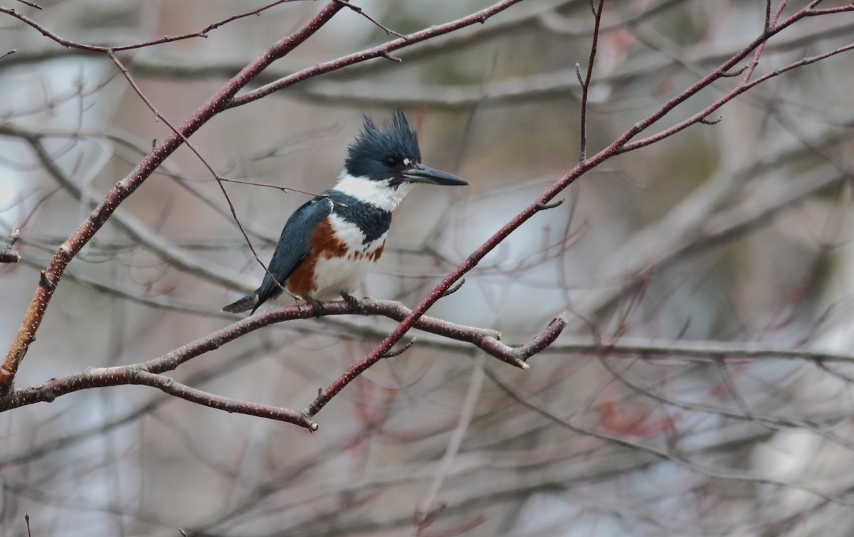 Belted Kingfisher - ML617854027