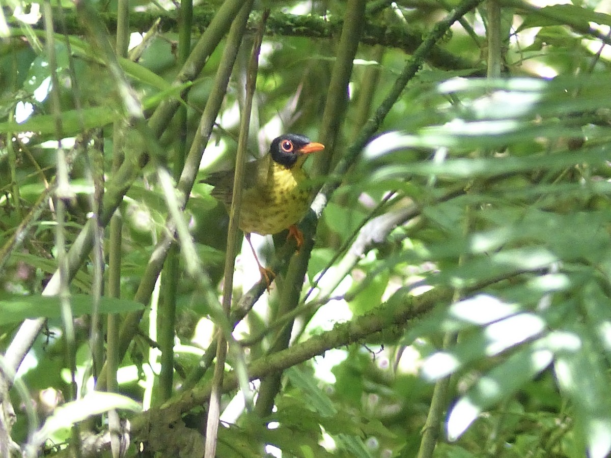 Yellow-throated Nightingale-Thrush - ML617854109