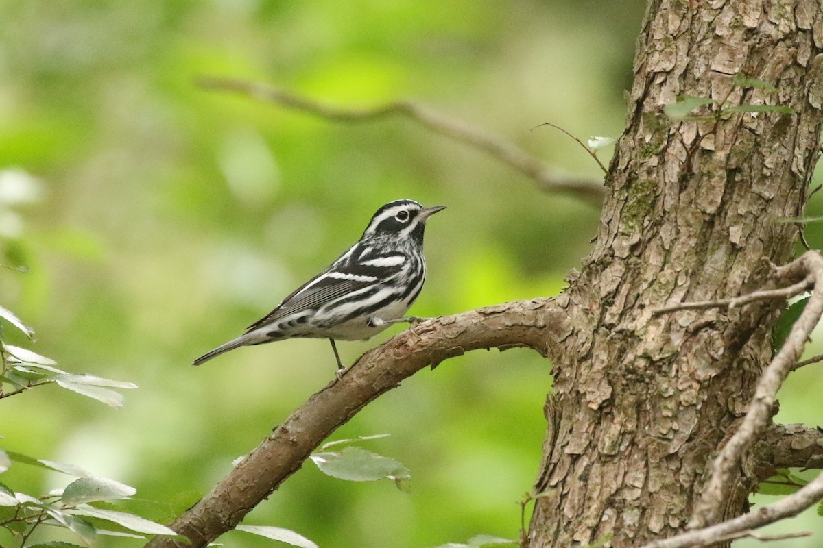 Black-and-white Warbler - ML617854137