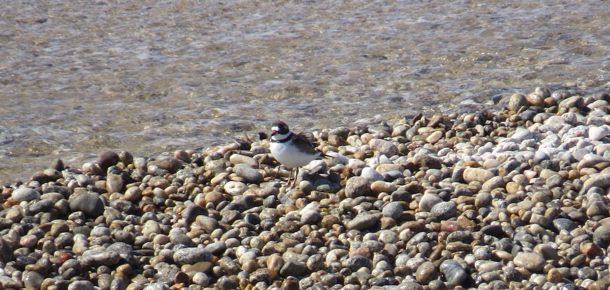 Semipalmated Plover - ML617854150