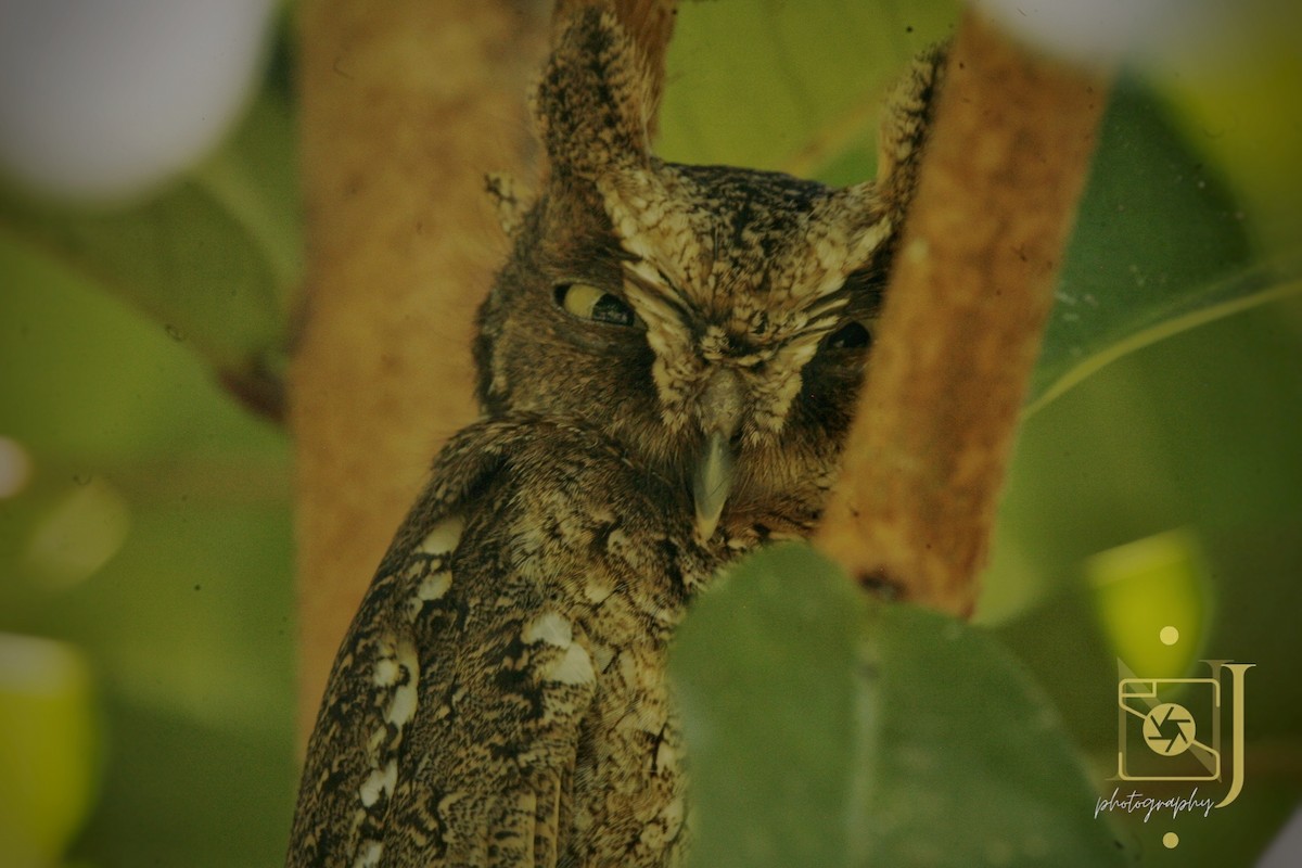 Middle American Screech-Owl - ML617854215