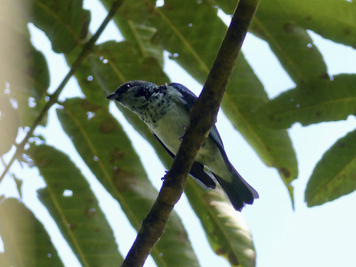 Azure-rumped Tanager - ML617854236