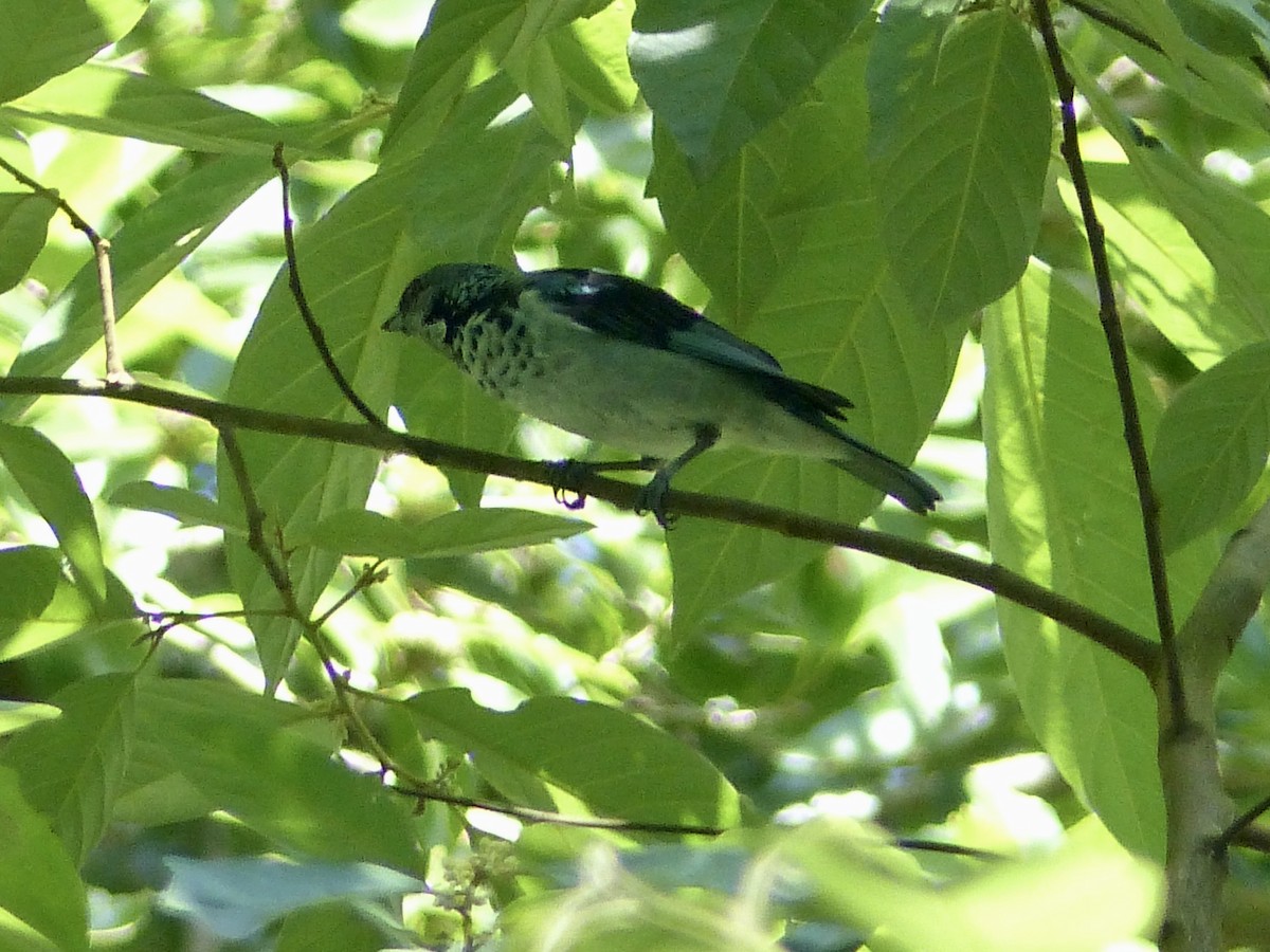 Azure-rumped Tanager - Jenny Bowman