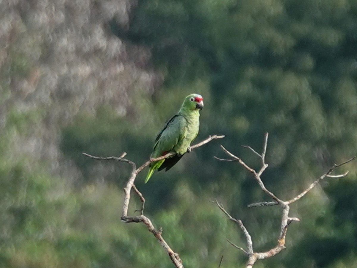 Red-lored Parrot (Diademed) - ML617854242