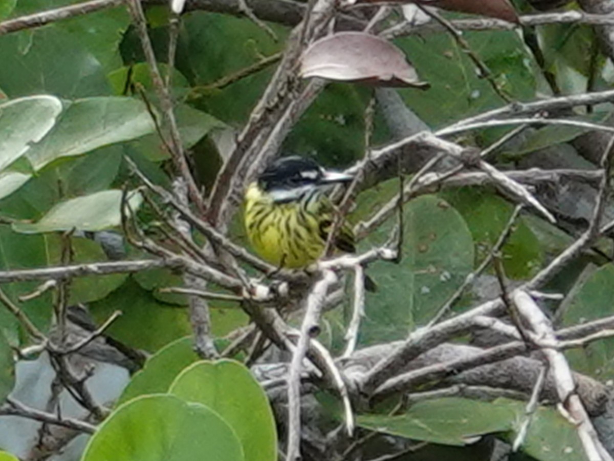 Painted Tody-Flycatcher - ML617854412