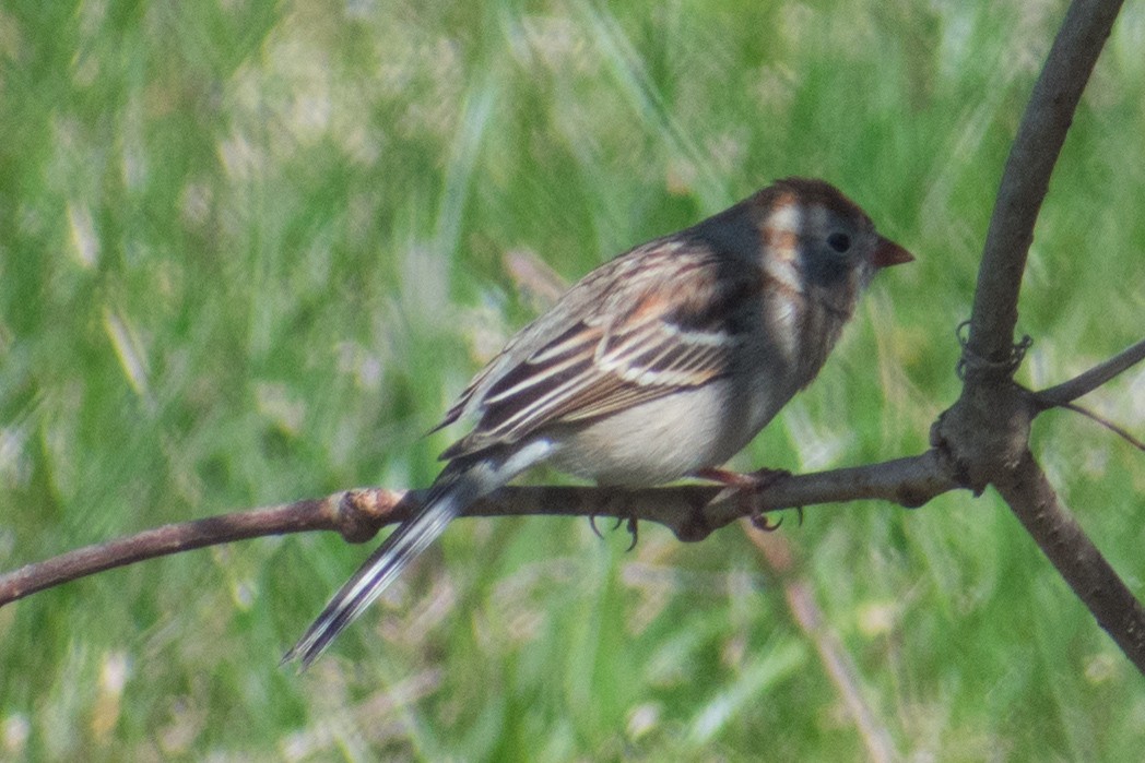 Field Sparrow - ML617854428