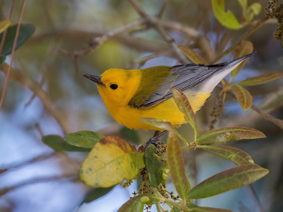 Prothonotary Warbler - ML617854461