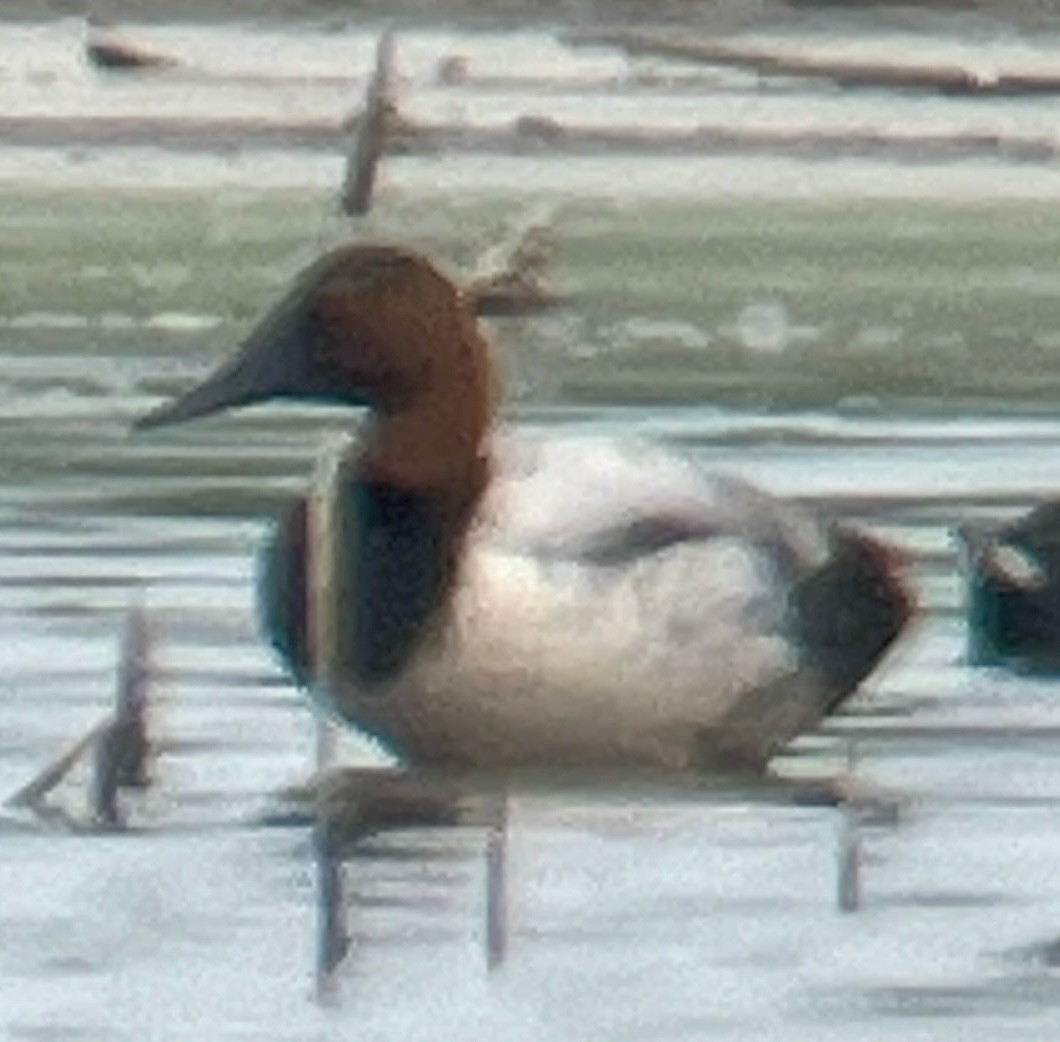 eBird Checklist 23 Apr 2024 Choke Canyon State Park, Calliham USTX