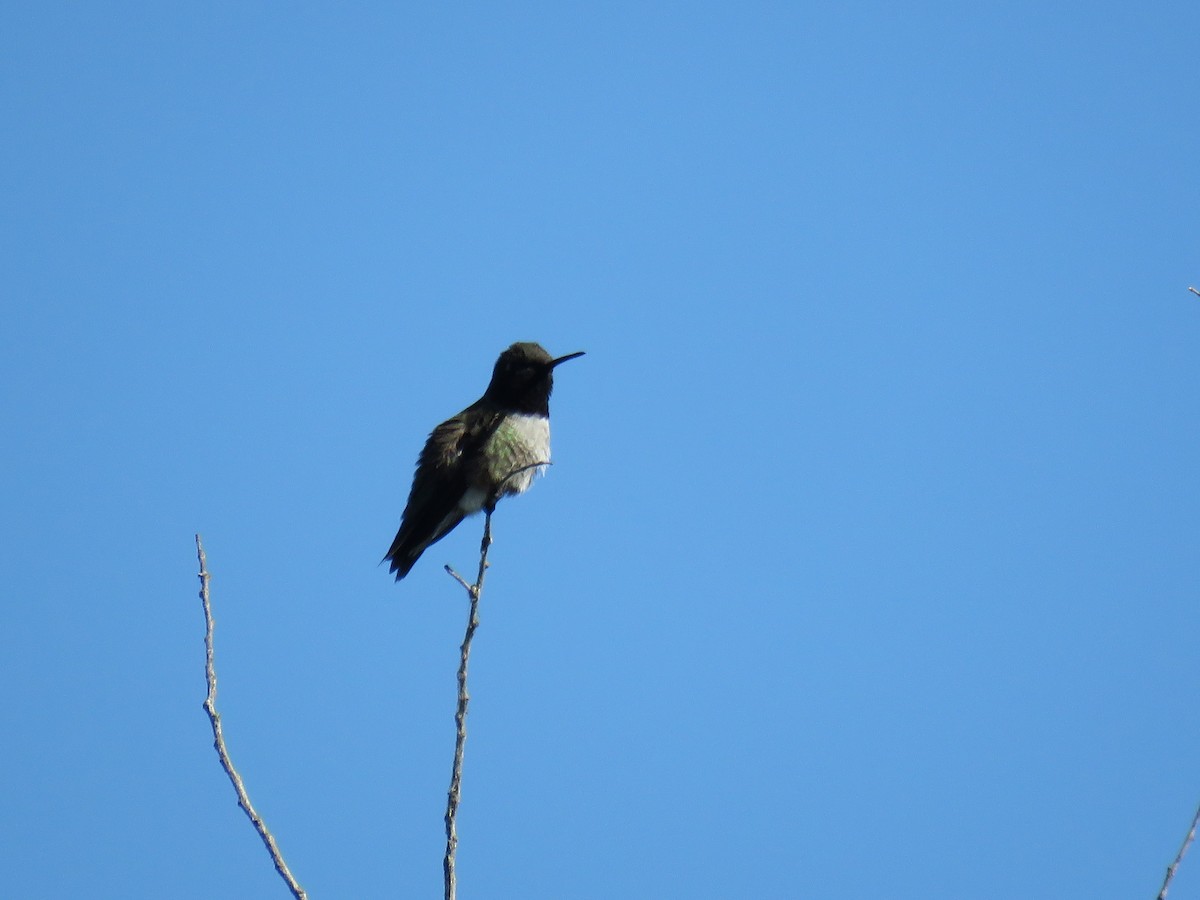 Black-chinned Hummingbird - ML617854534