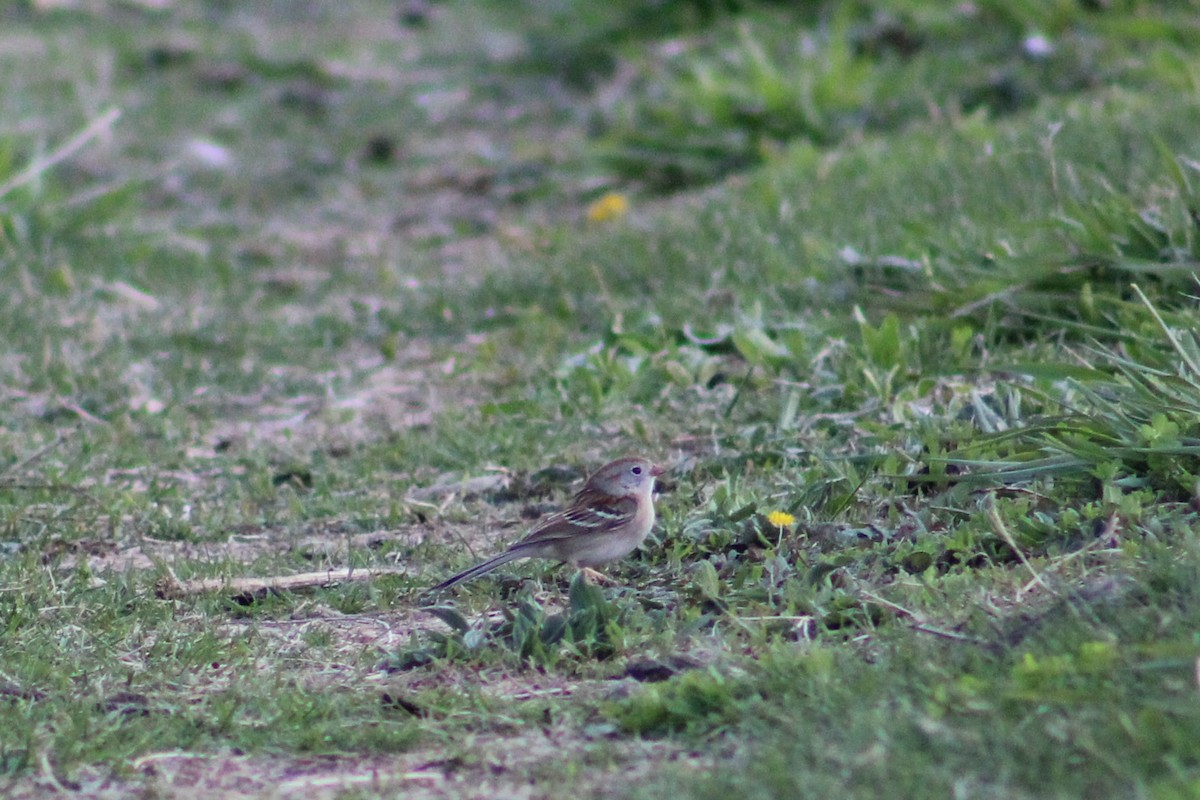 Field Sparrow - ML617854537
