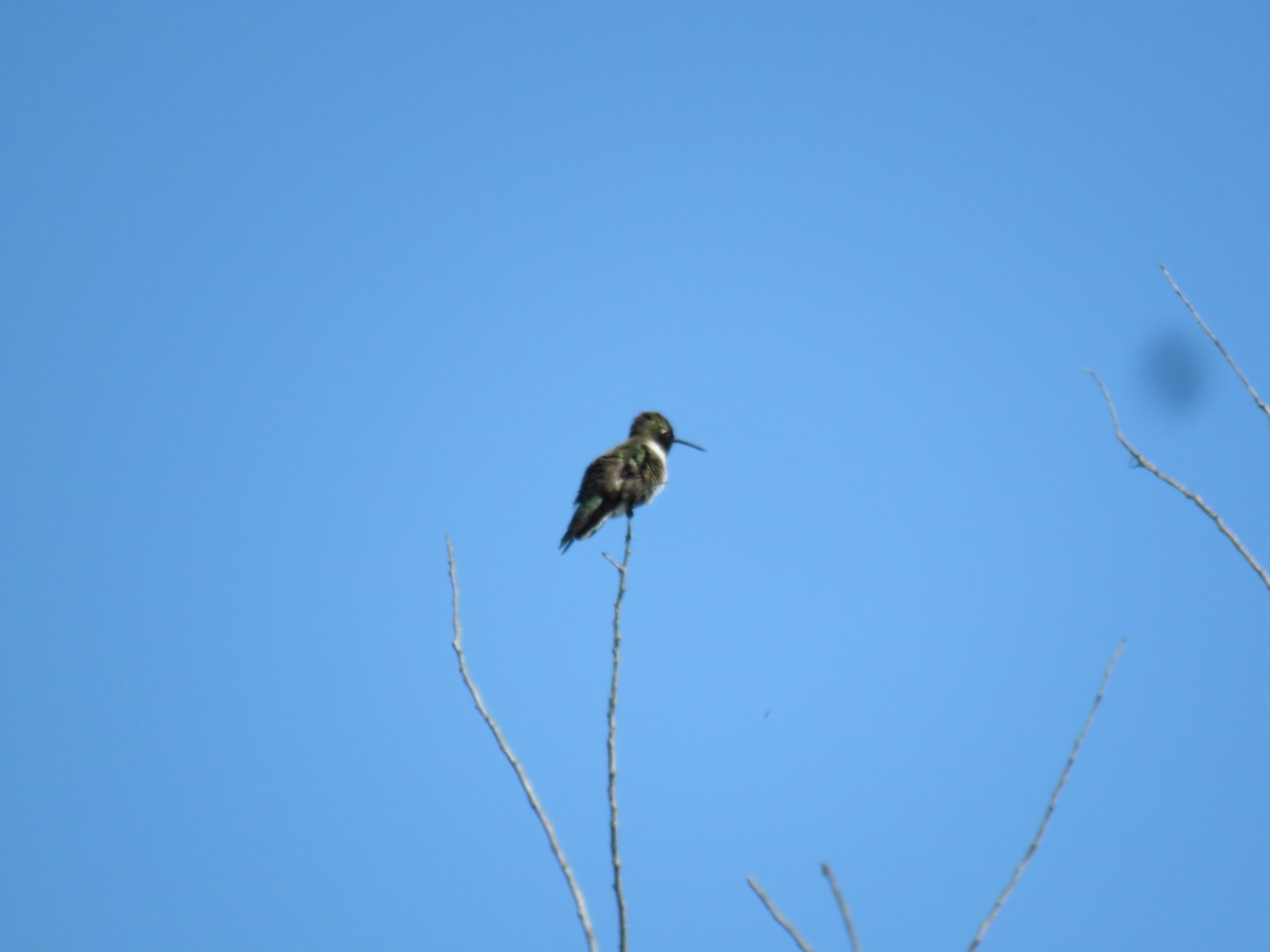 Black-chinned Hummingbird - ML617854543