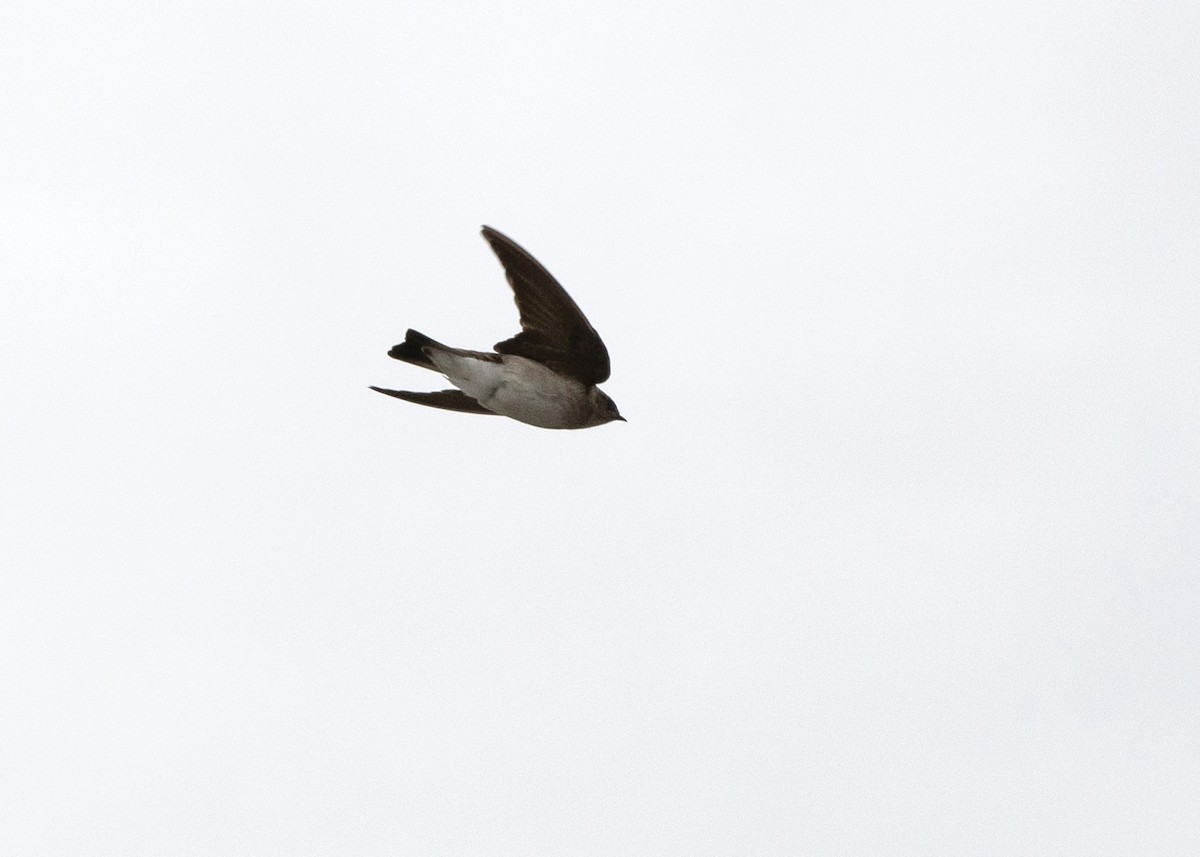 Northern Rough-winged Swallow - ML617854606