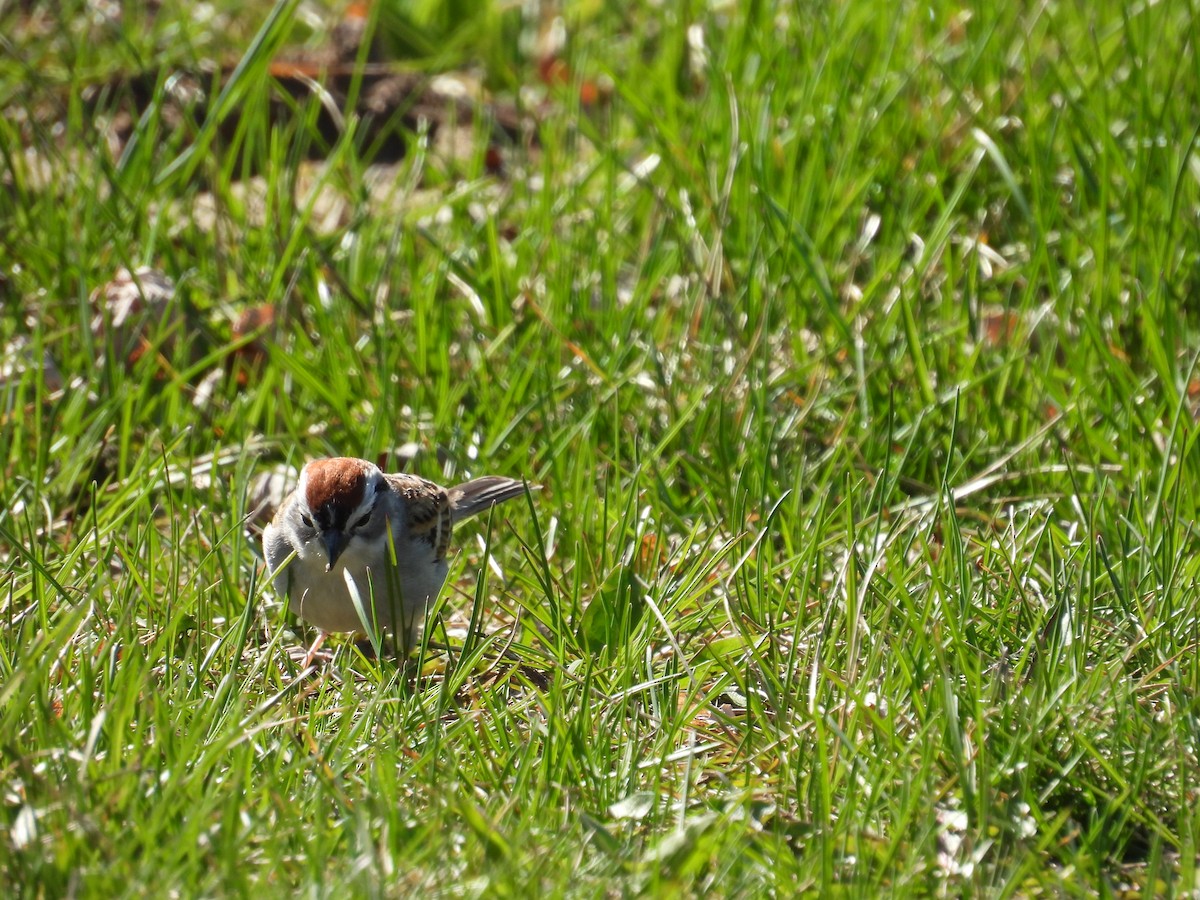 Chipping Sparrow - Dana Sterner