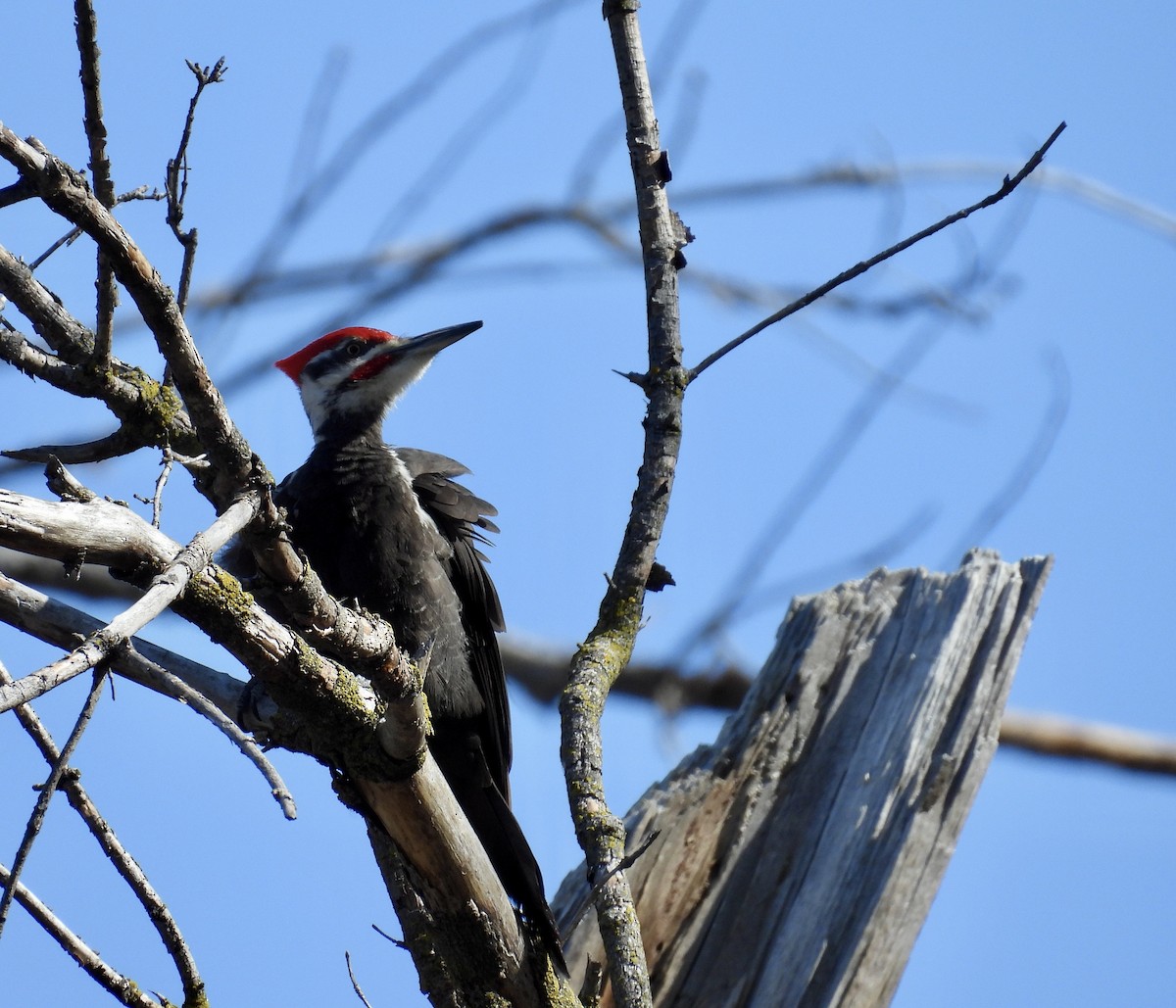 Pileated Woodpecker - Dana Sterner