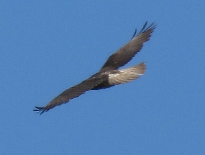White-tailed Hawk - ML617854700