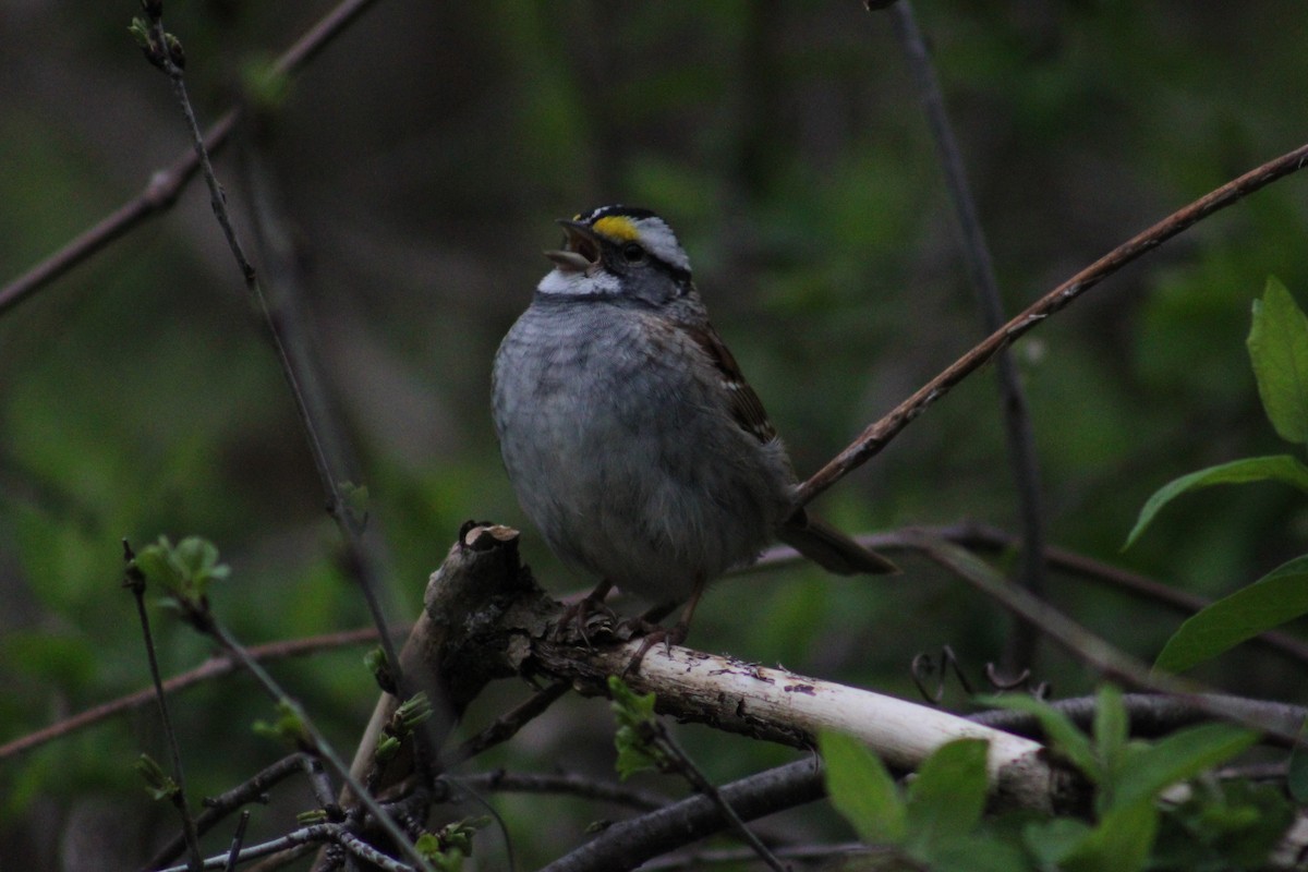 White-throated Sparrow - ML617854744