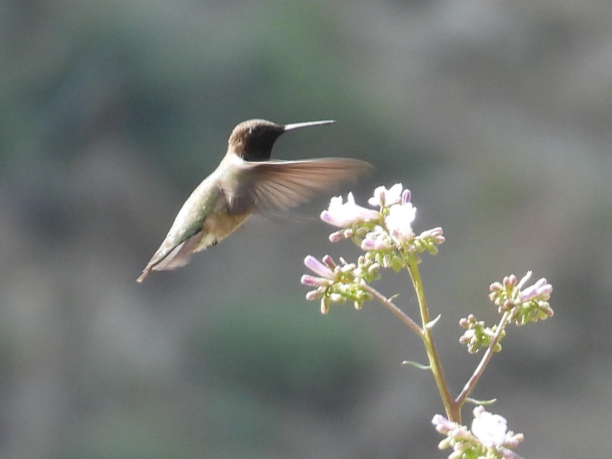 Black-chinned Hummingbird - ML617854750