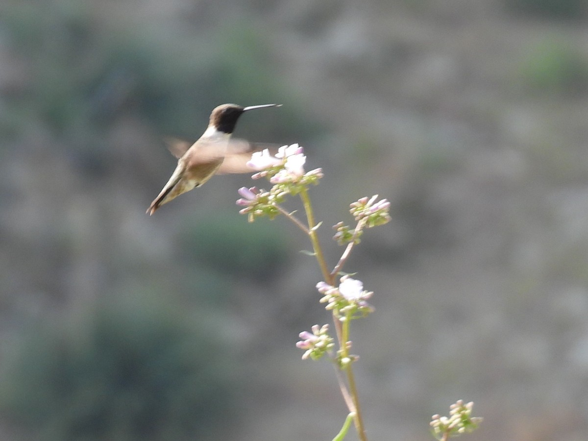 Black-chinned Hummingbird - ML617854755