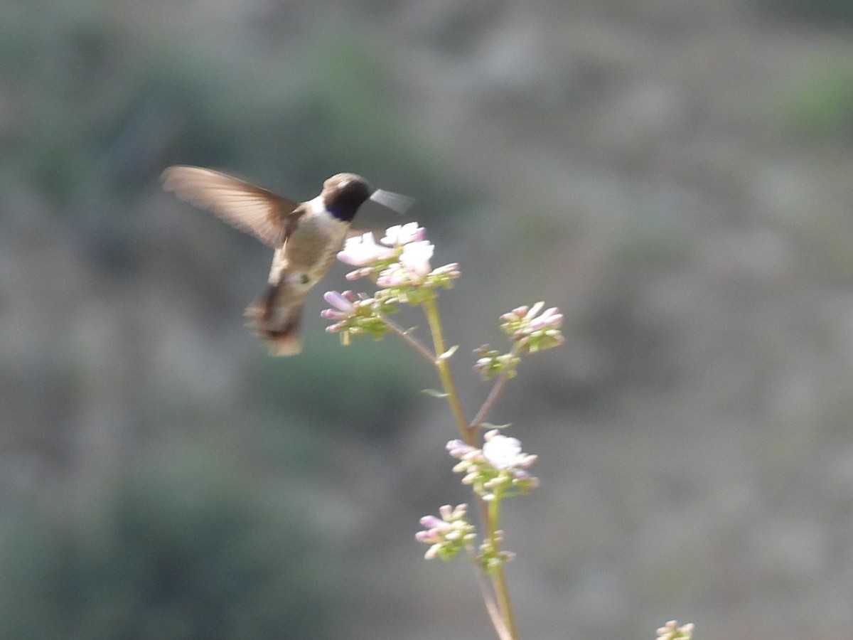 Black-chinned Hummingbird - ML617854756