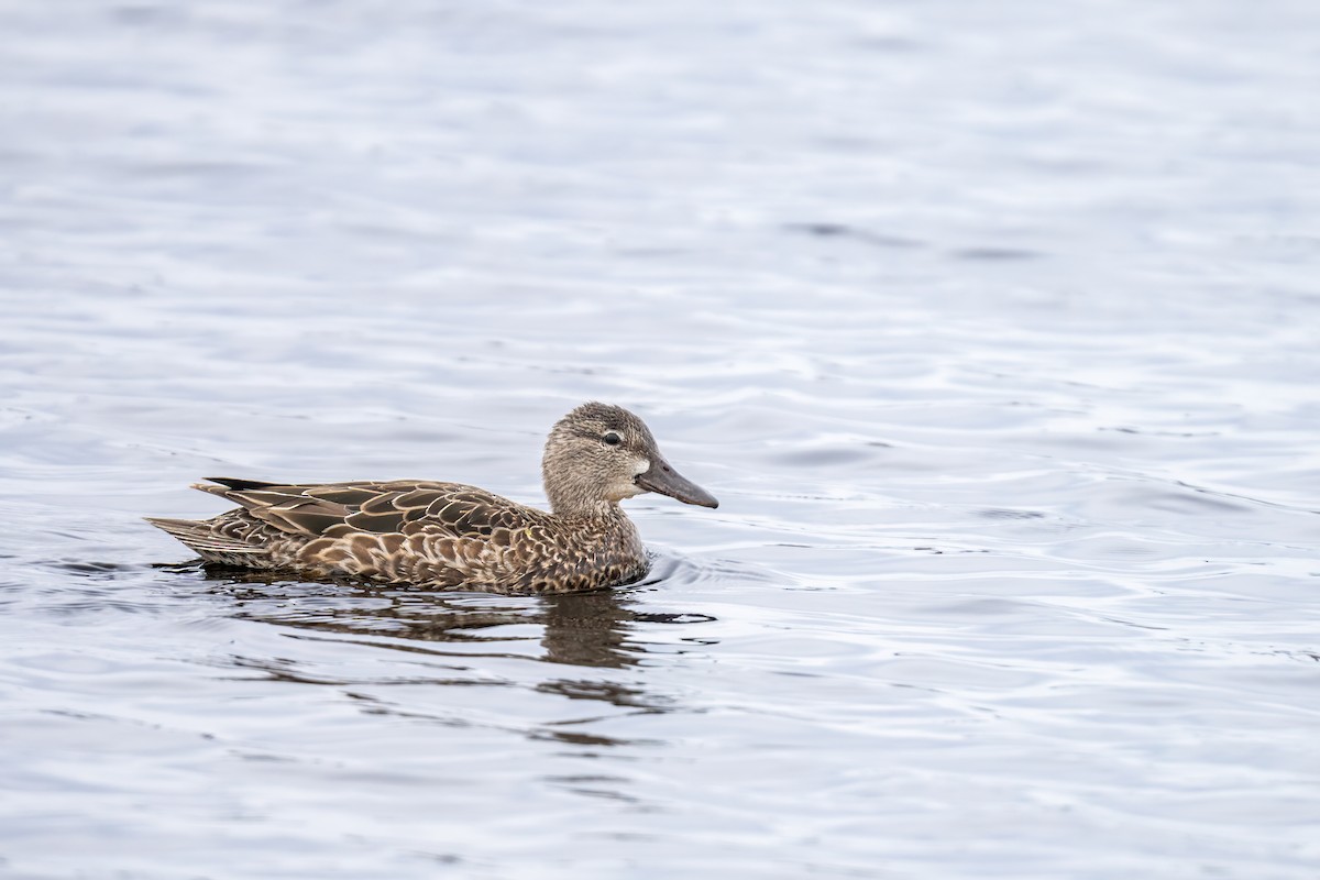 Blue-winged Teal - ML617854759