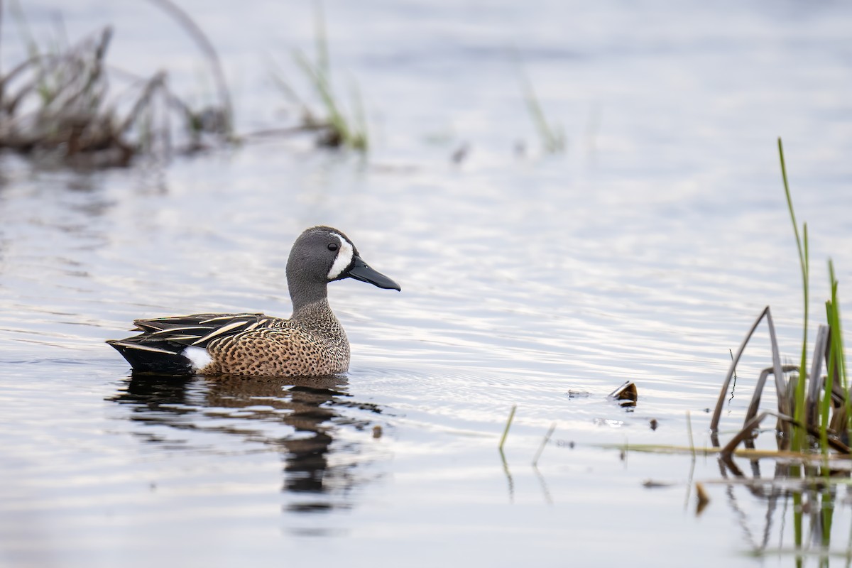 Blue-winged Teal - ML617854760