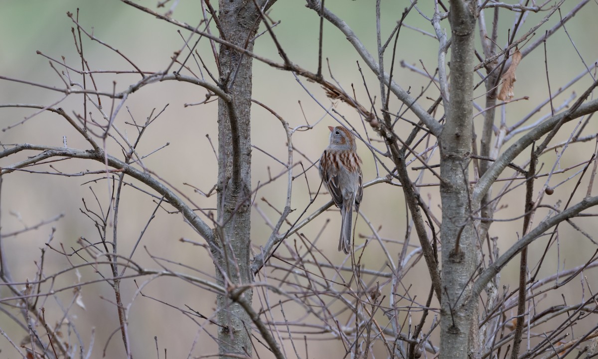 Field Sparrow - Nahuel Medina