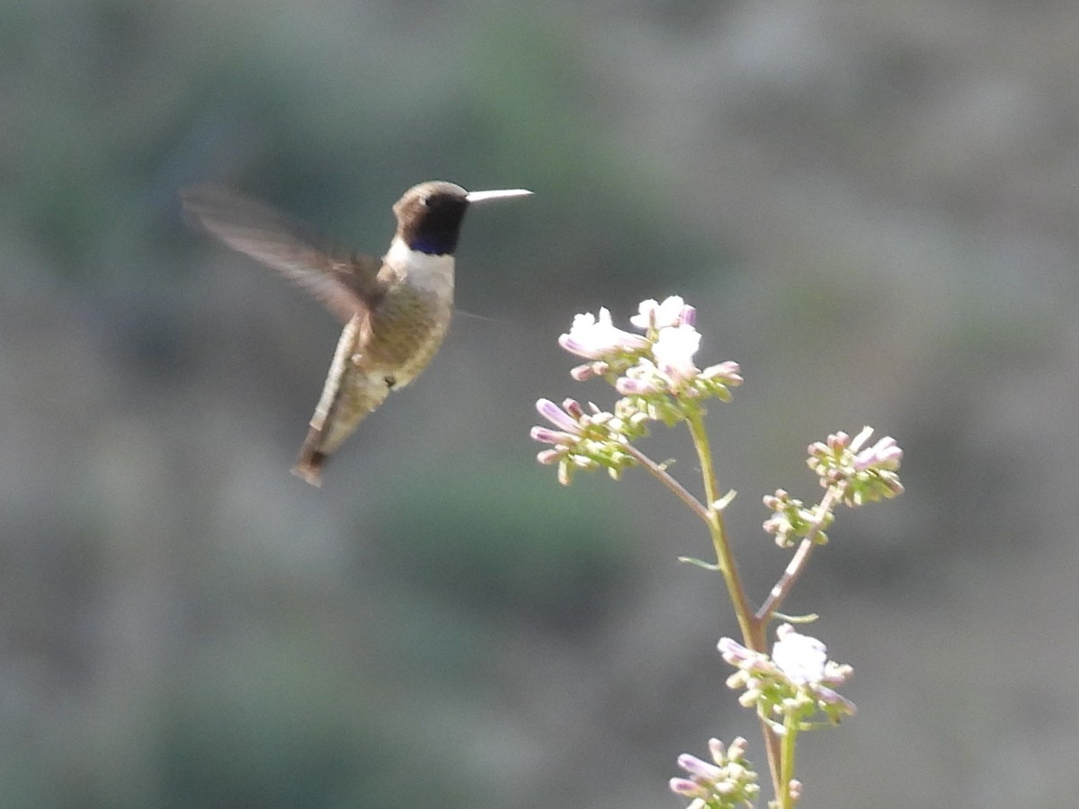 Black-chinned Hummingbird - Jeanene Daniels