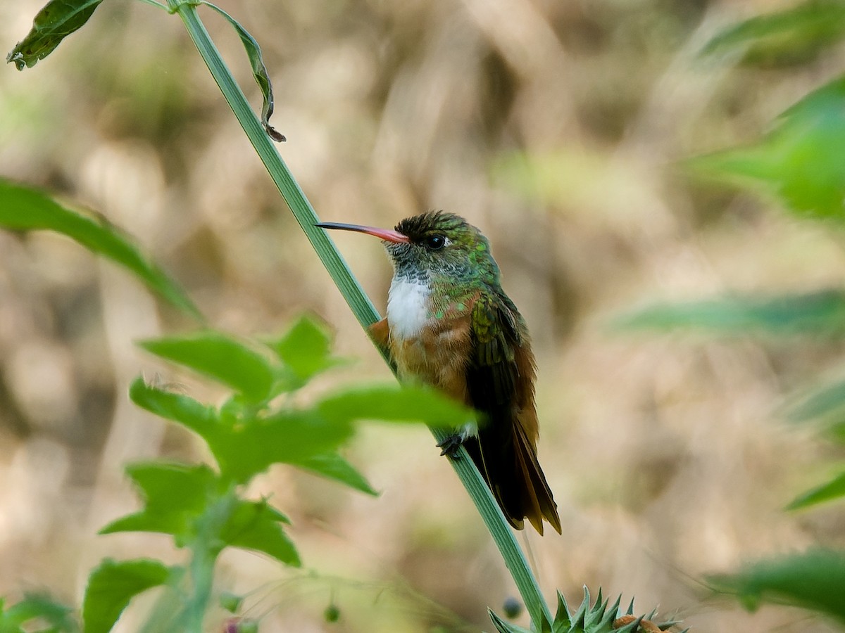 Amazilia Hummingbird - ML617854779