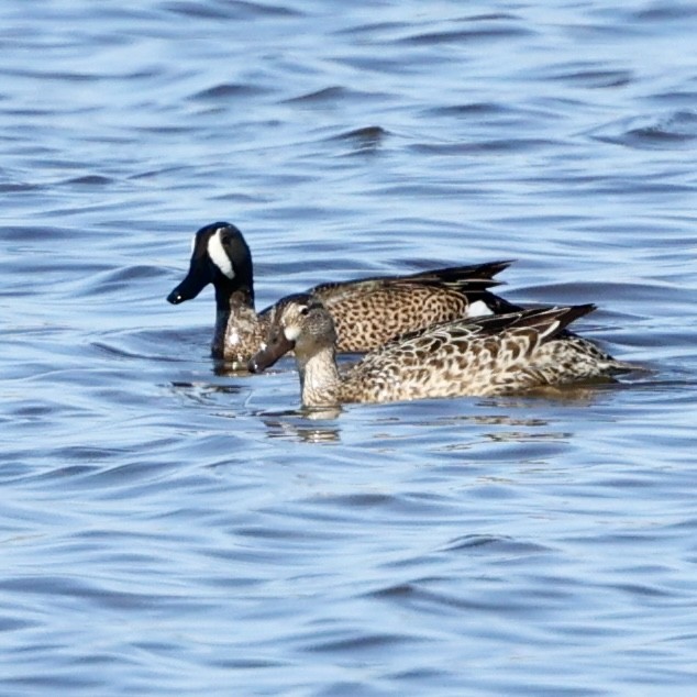 Blue-winged Teal - ML617854784