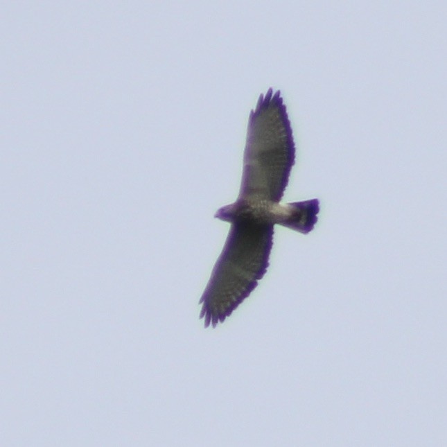 Broad-winged Hawk - ML617854817