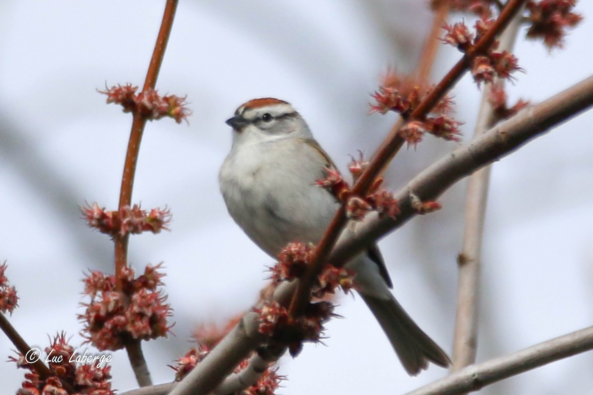 Chipping Sparrow - ML617854854