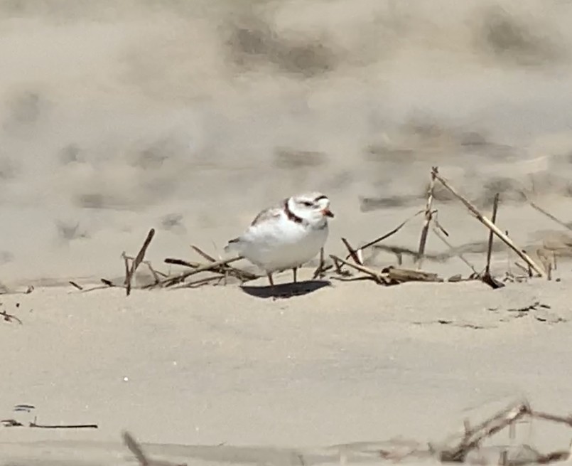 Piping Plover - ML617854960