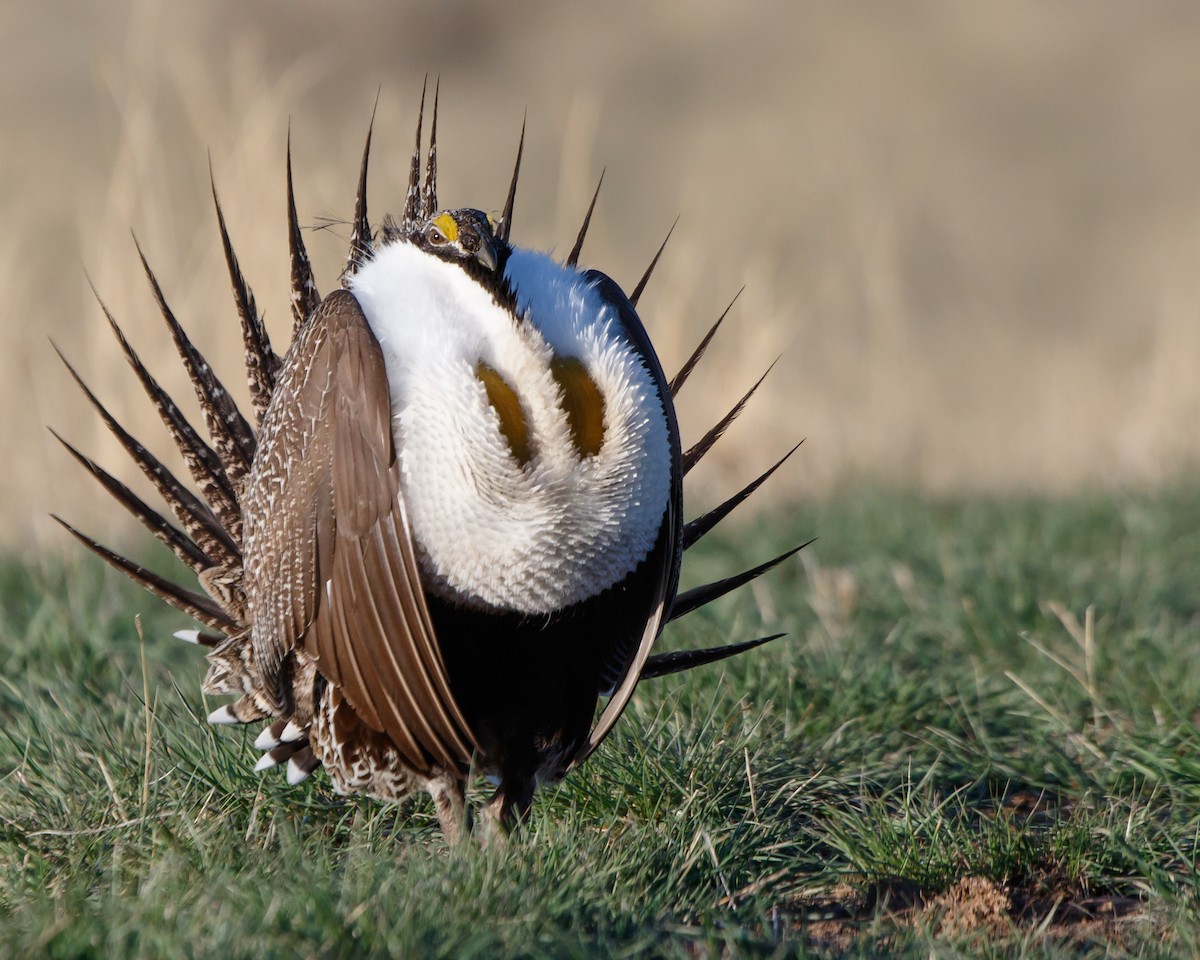 Greater Sage-Grouse - ML617854995