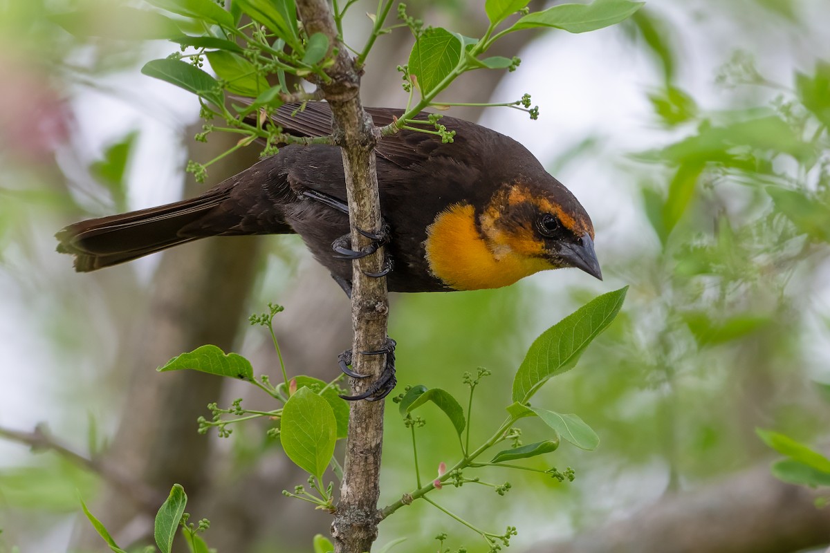 Yellow-headed Blackbird - Matthew Dolkart