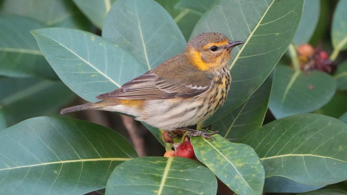 Cape May Warbler - ML617855136