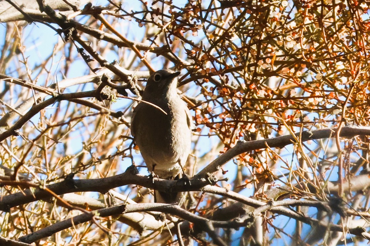 Townsend's Solitaire - ML617855143