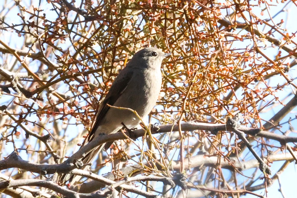 Townsend's Solitaire - ML617855146