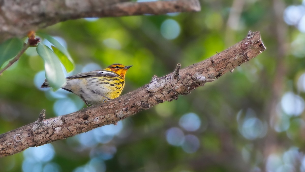 Cape May Warbler - ML617855148