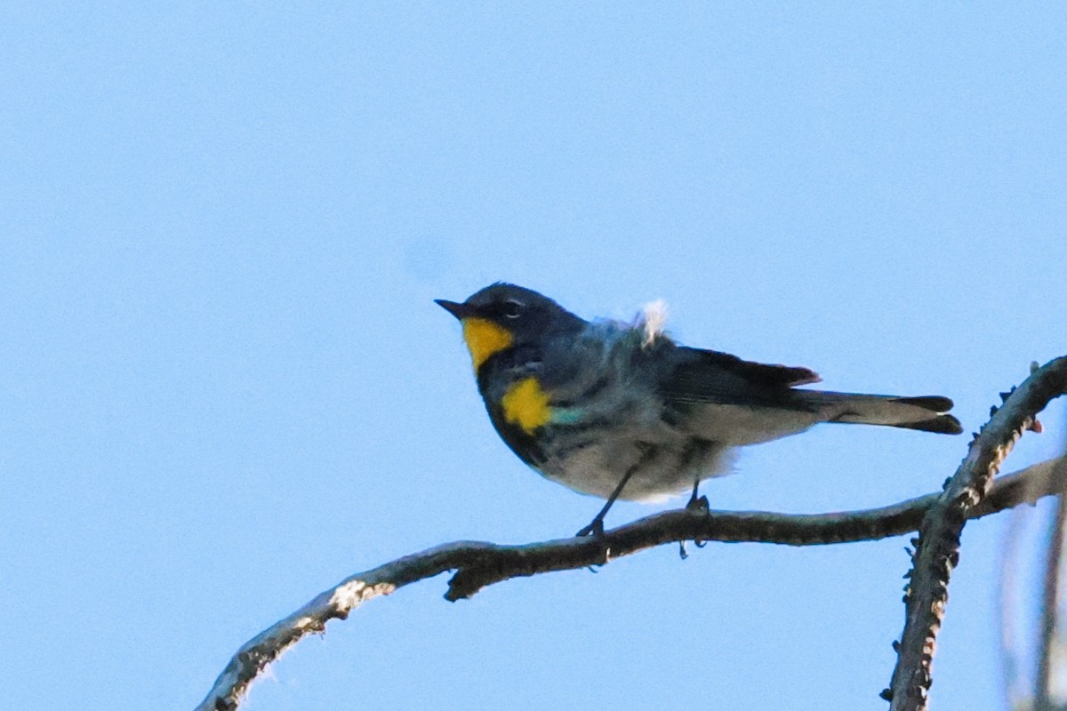 Yellow-rumped Warbler (Audubon's) - ML617855157